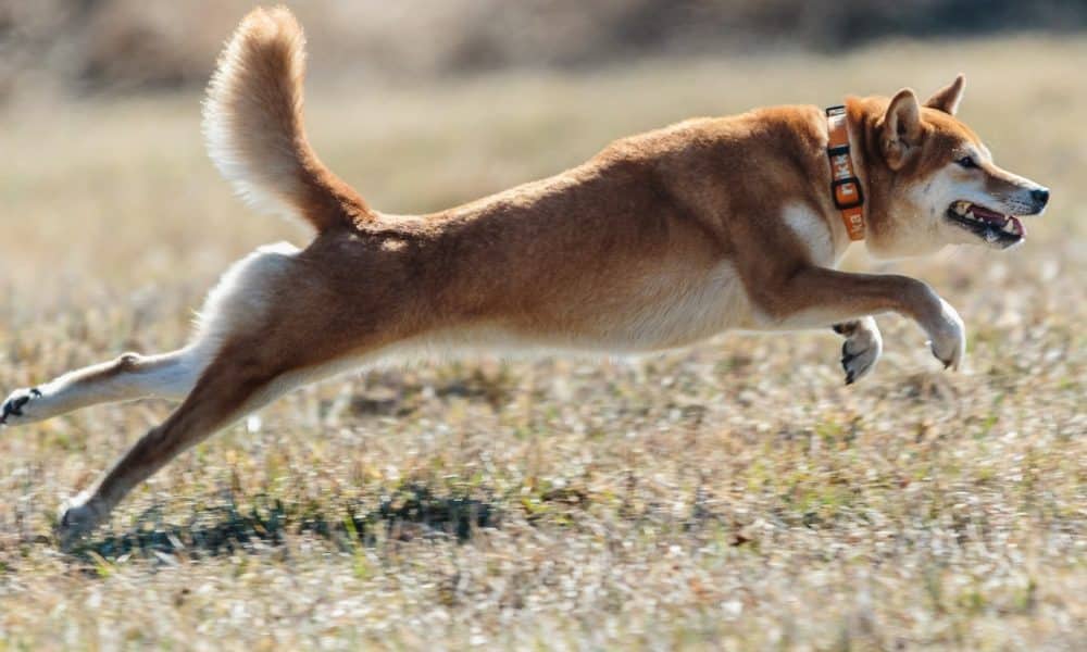 Dogecoin: Here’s how another 25% charge skyward could be the next move