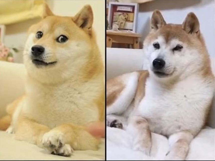 Who is Kabosu? Real Life Shiba Inu Dog Behind Dogecoin is Seriously Ill