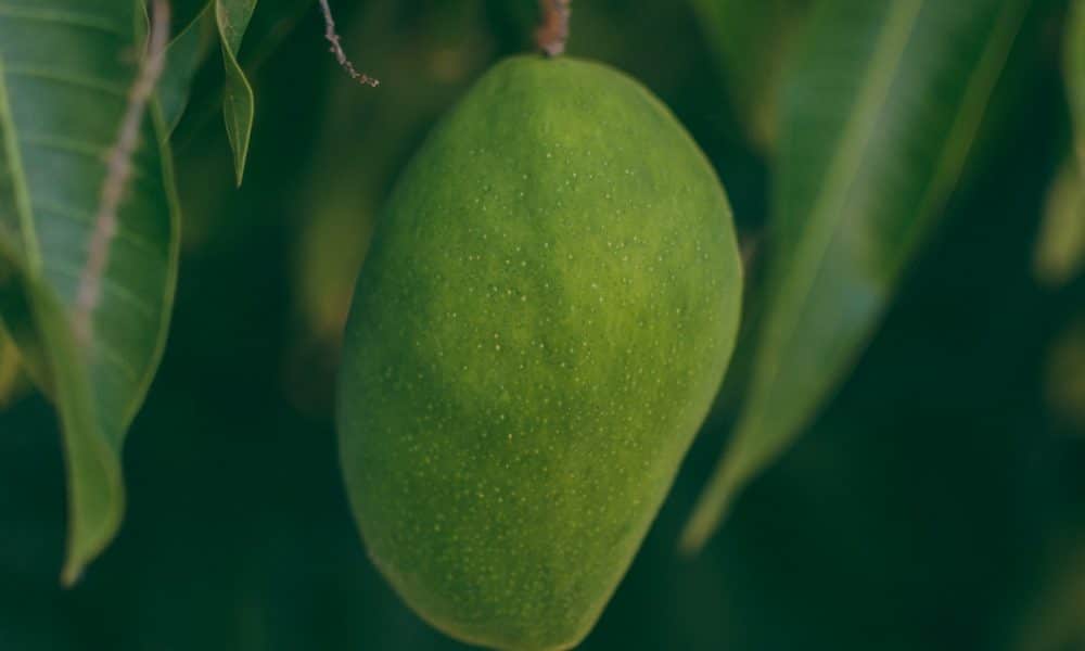 U.S. charges Mango Markets exploiter for ‘swap manipulation’ tactics