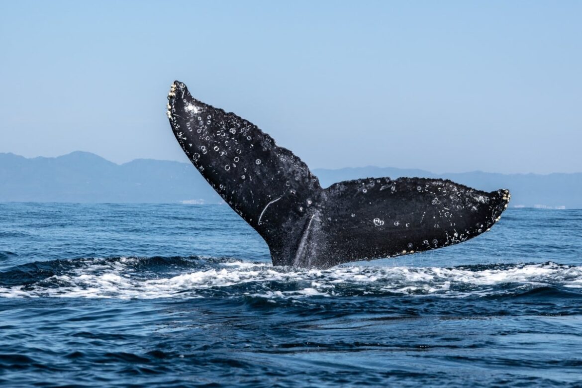 Gaming Token GALA Attracts Massive Whale Purchases