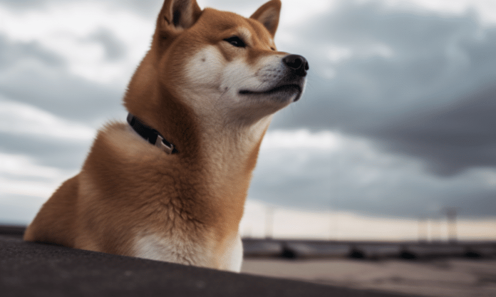 Dogecoin consolidates below moving averages, what are the chances of breakout