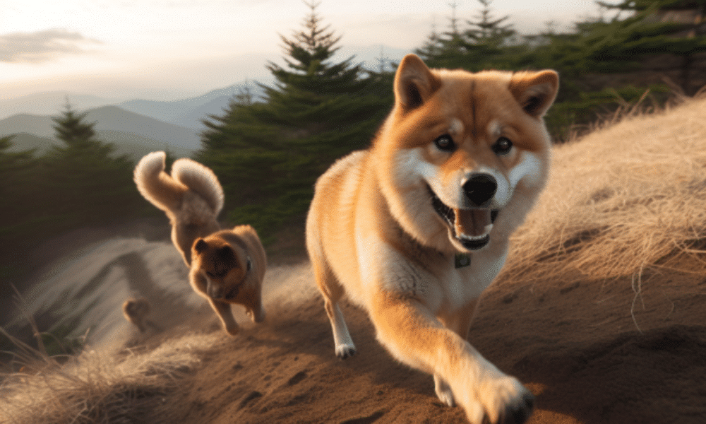 What’s next as Shiba Inu reverses 2023’s gains